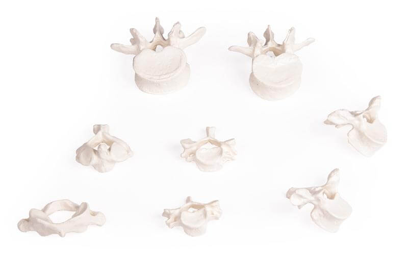 Wirbelsammlung – 8 Wirbel, flexibel aufgereiht - Erler - Zimmer